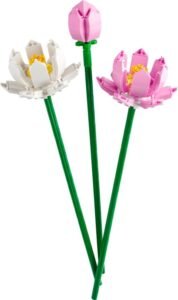 Lotus Flowers